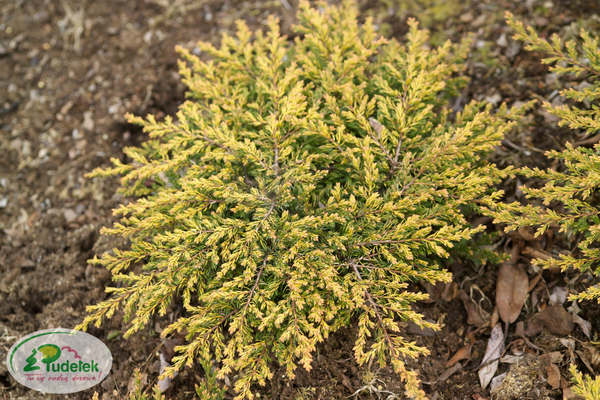 juniperus_communis_goldschatz (1)